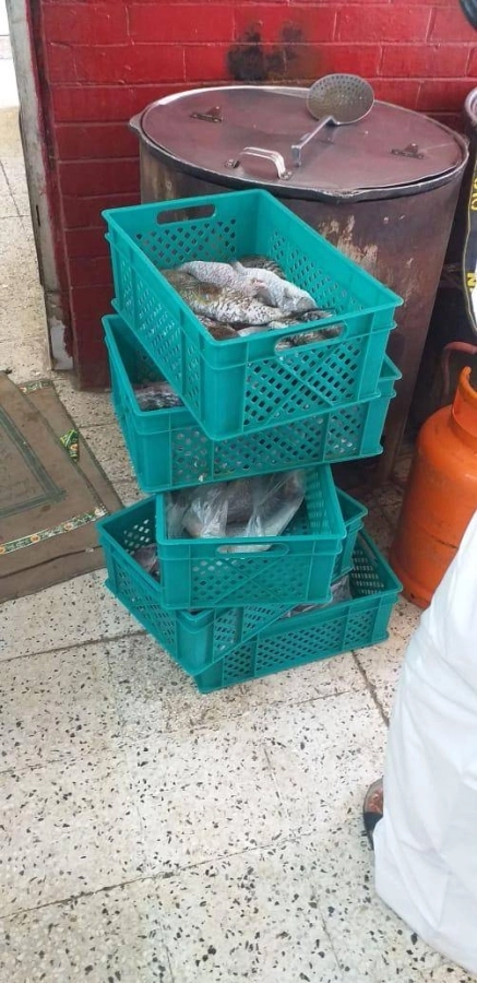 أمانة جدة تتلف 194 كجم من الأسماك الفاسدة 