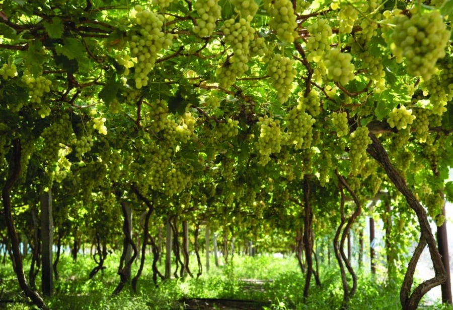 






من بساتين العنب في نجران                                            (مكة)