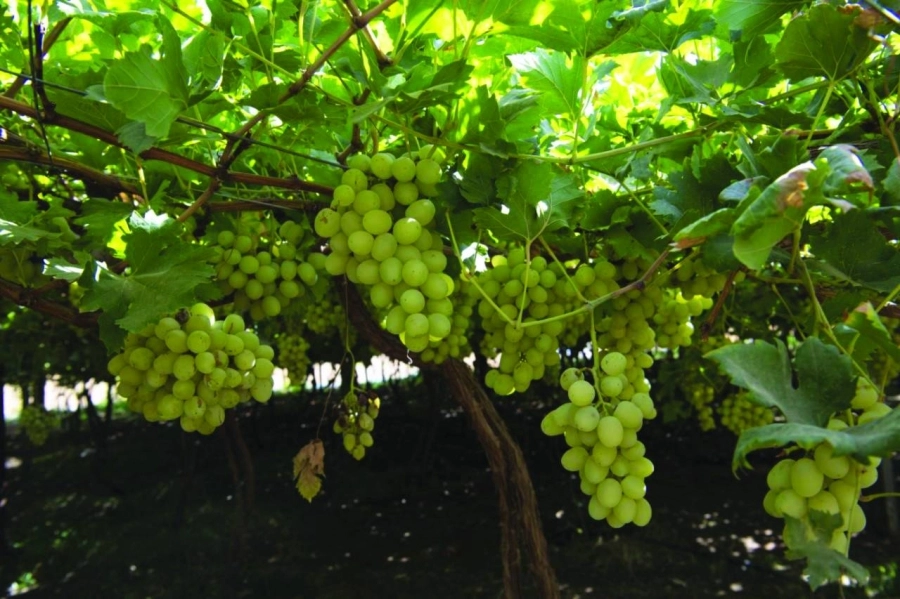 من بساتين العنب في نجران     (مكة)