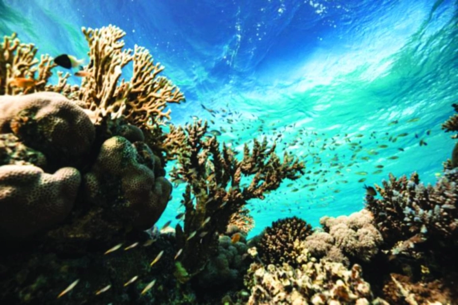 



من الشعاب المرجانية في نيوم                                    (نيوم)