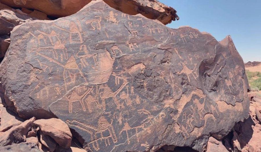 صورة رسوم تخلد دور الإبل في الحياة