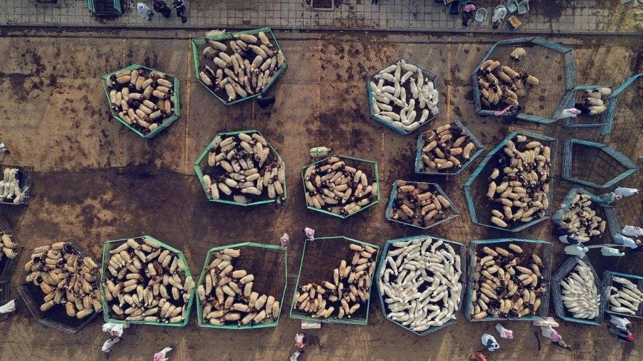 130 ألف أضحية استقبلتها مسالخ المنطقة خلال أيام  (أمانة الرياض) العيد