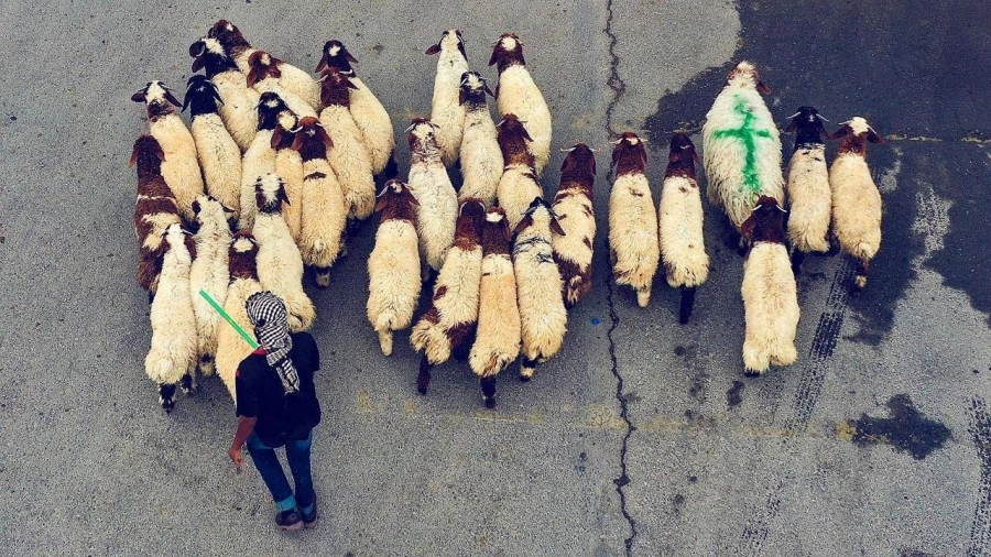 130 ألف أضحية استقبلتها مسالخ المنطقة خلال أيام  (أمانة الرياض) العيد