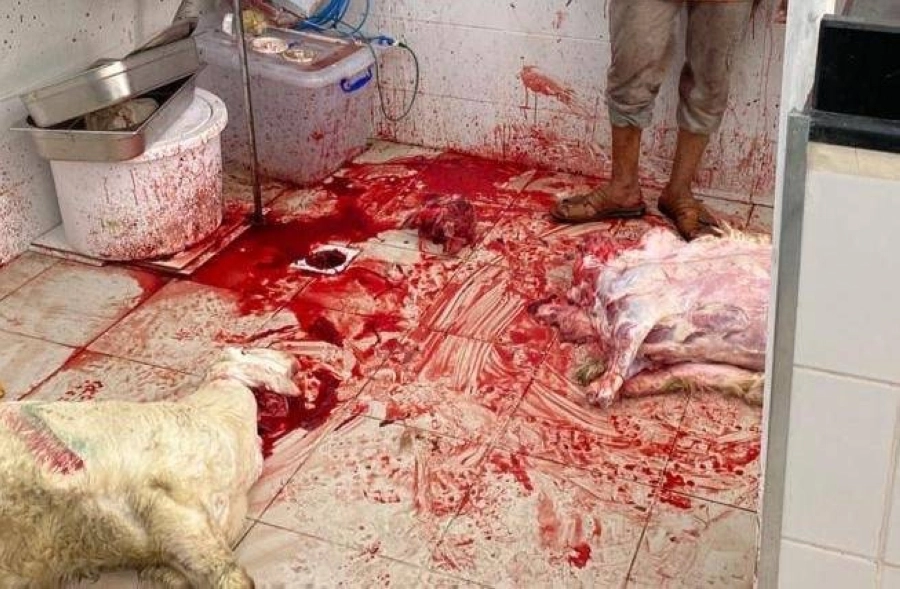 ذبح عشوائي بإحدى الحظائر (مكة)