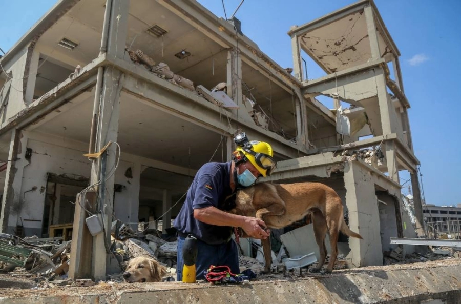 لبناني يعالج كلب خرج من تحت الانقاض (د ب أ)