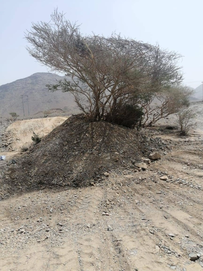 تأهيل الأشجار المتضررة بالمدينة المنورة               (مكة)