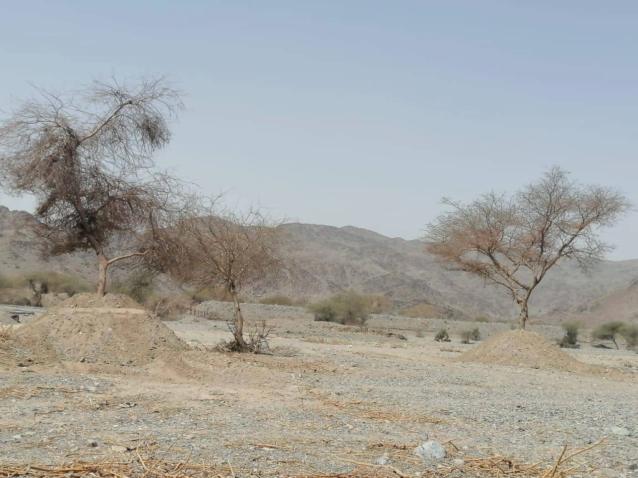 تأهيل الأشجار المتضررة بالمدينة المنورة               (مكة)