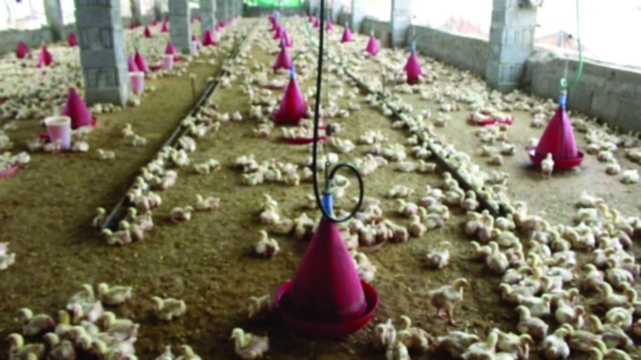 






مشروع الدواجن في زنجبار                          (مكة)