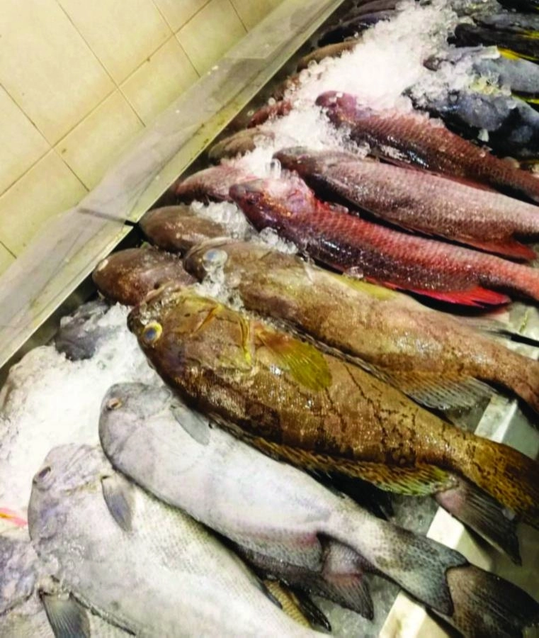 أسماك فاسدة              (مكة)