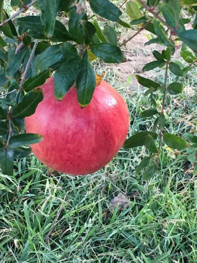 مذاق خاص لرمان الباحة                                                                                                                                                                                 (مكة)