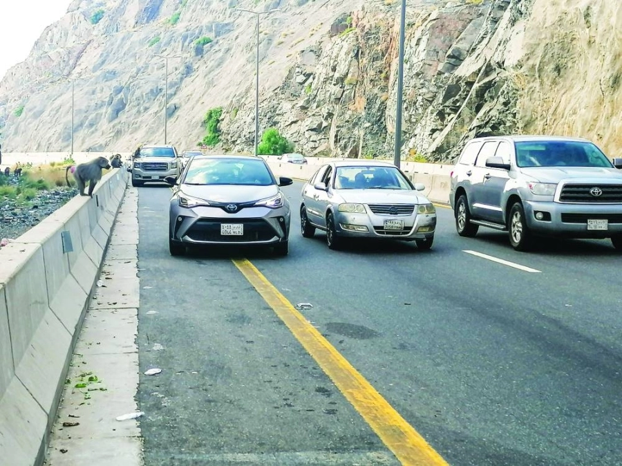 يلجأ عدد من مرتادي طريق الهدا بالطائف إلى الوقوف بمركباتهم على جنبات الطريق، وذلك لإطعام القرود التي تنتشر على أطراف الطريق، مما يسبب اختناقا مروريا وتعطيلا للحركة في الصعود والنزول إلى الطائف.
