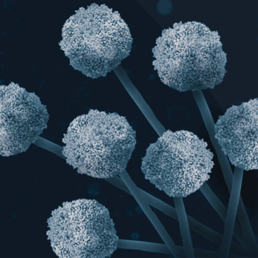 قاطنو السعودية معرضون لزيادة خطر الإصابة بالحساسية إذا لم يتم التخلص من الغبار الخفي