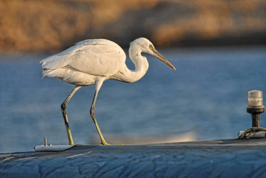 



الطيور المهاجرة كما بدت في محافظة الوجه                                    (واس)