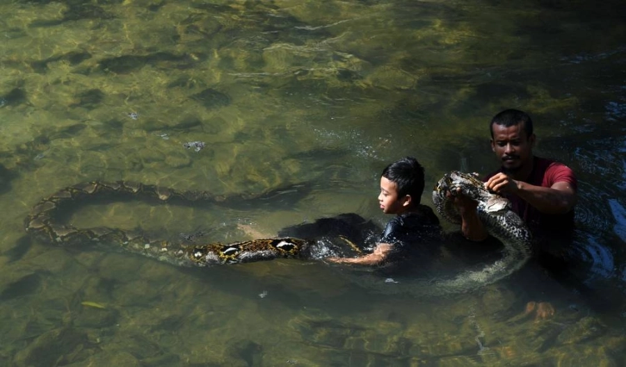 رجل وابنه يلعبان بأفعى الباتيك التي يبلغ طولها سبعة أمتار ووزنها 220 كجم في كامبونج تيتي تيراس.
