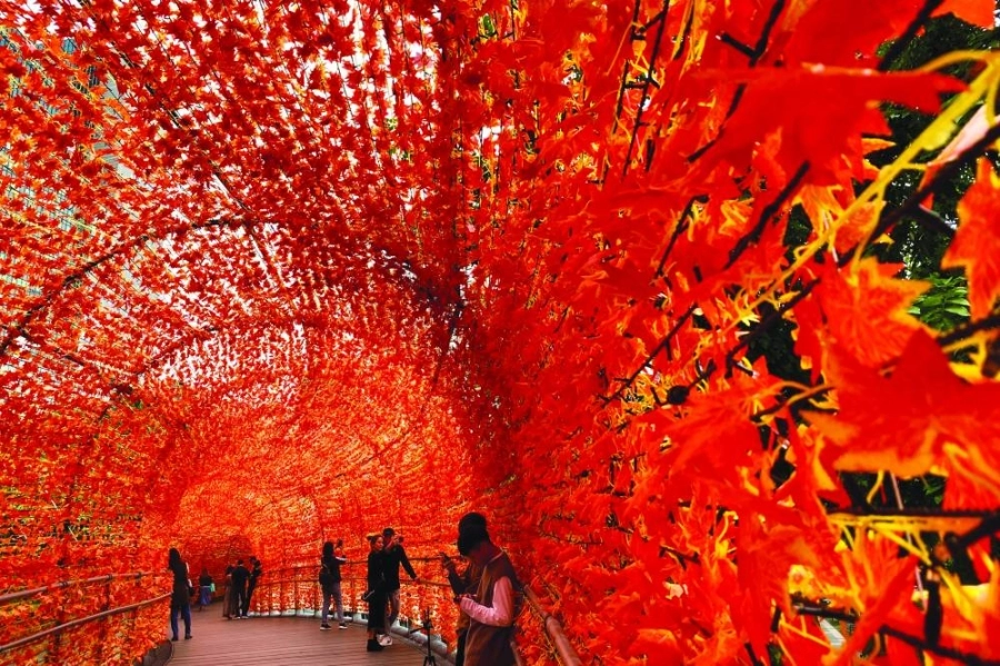 أشخاص يلتقطون صورا أثناء سيرهم تحت زخرفة أوراق الخريف لجسر مشاة في مدينة تايبيه الجديدة بتايوان 