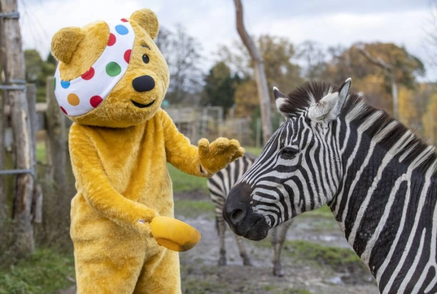 «بودسي بير» يزور «بلير دروموند سفاري بارك» بالقرب من ستيرلنج في أسكتلندا لمساعدة الحراس في إطعام الحمير الوحشية
