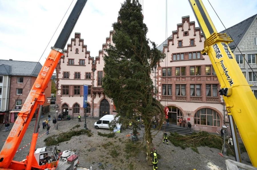 رافعتان تنصبان شجرة عيد الميلاد في فرانكفورت بساحة سوق روميربرج أمام مبنى بلدية رومر.
