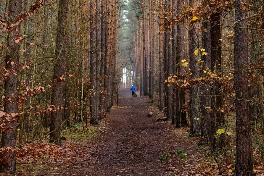 امرأة تهرول بين أشجار غابات غرونوالد الضخمة في ألمانيا.
