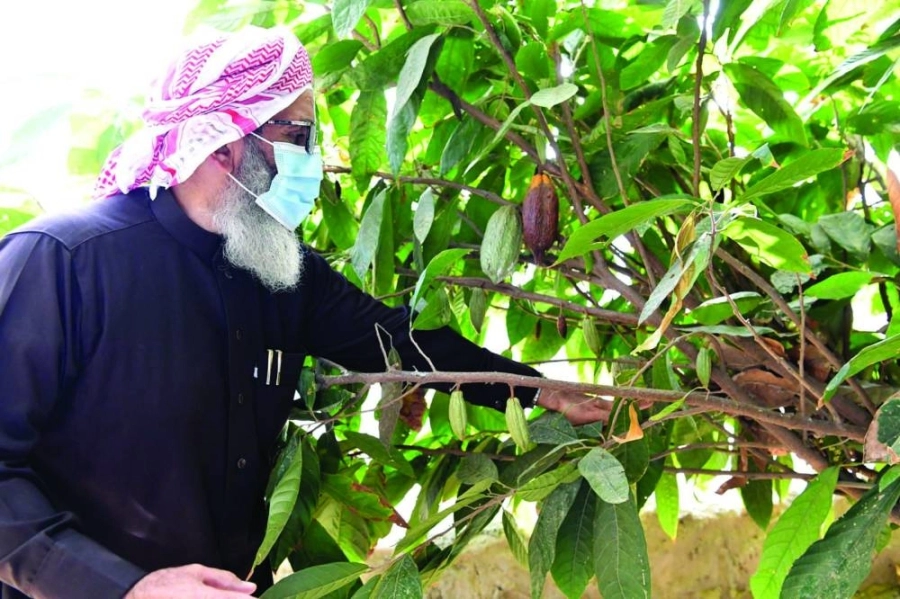جبران المالكي يعتني بأشجار الكاكاو في مزرعته (مكة) 