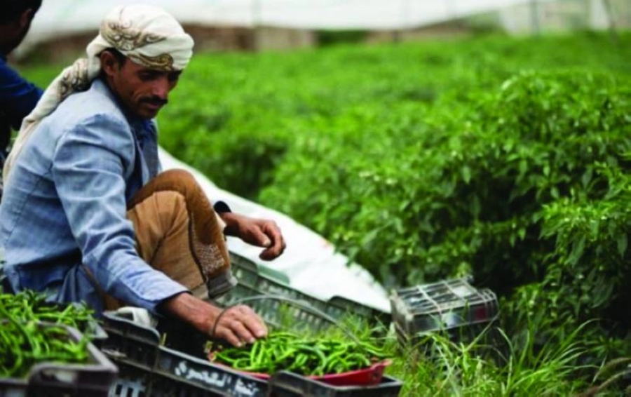 






تأهيل الشباب على الزراعة