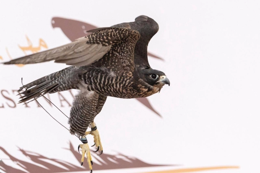 مهرجان الملك عبدالعزيز للصقور 