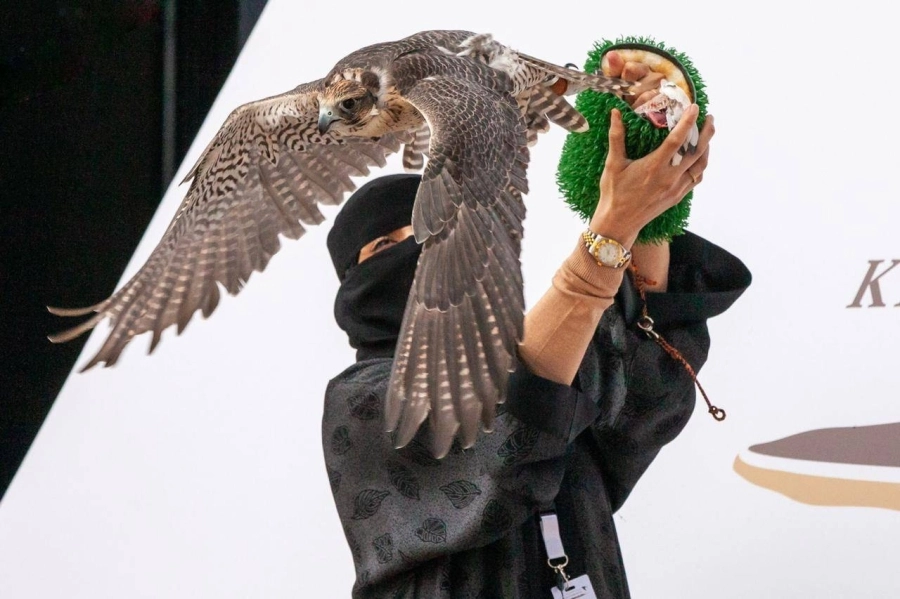 صقارة سعودية 