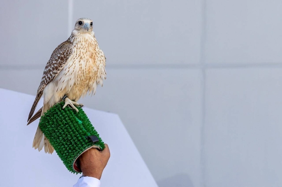 مهرجان الملك عبدالعزيز