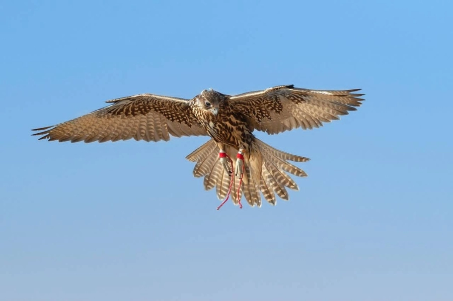مهرجان الملك عبدالعزيز