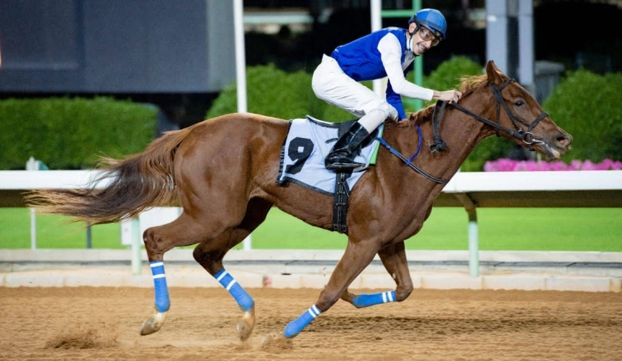 تقديرية سباقات الخيل مع المرشح "مايبول" والطامحة "شالعة"