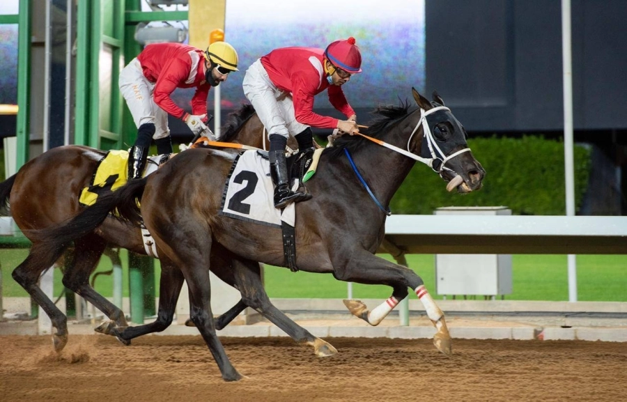 سباقات الخيل