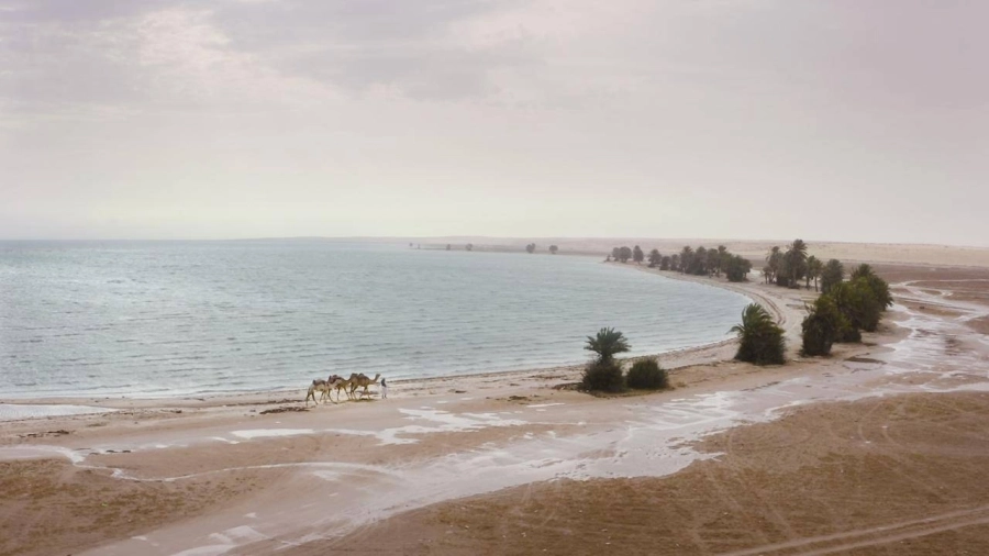 






بحيرة الأصفر في الأحساء                                                           (مكة)