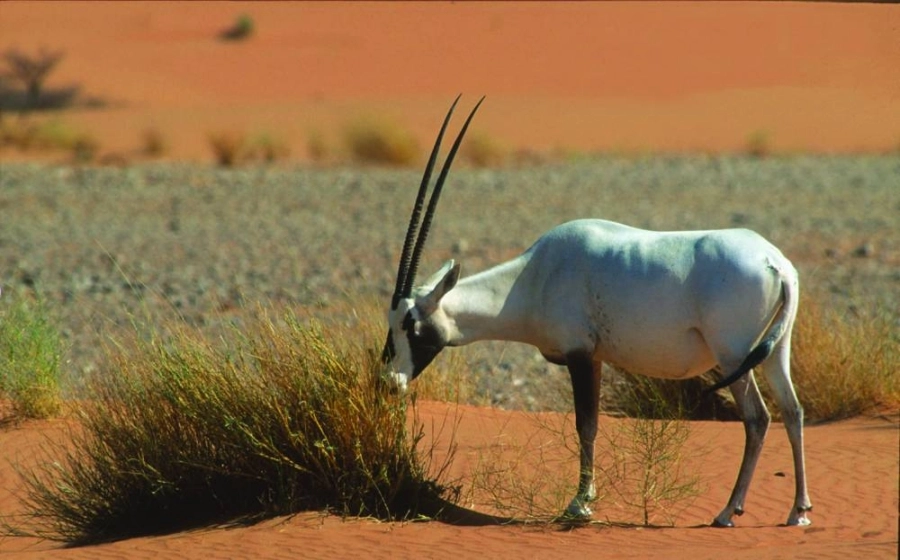 






إحدى ظباء المها                         (مكة)