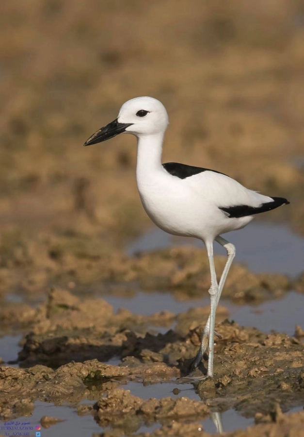 من أنواع الطيور بالمحمية (مكة)