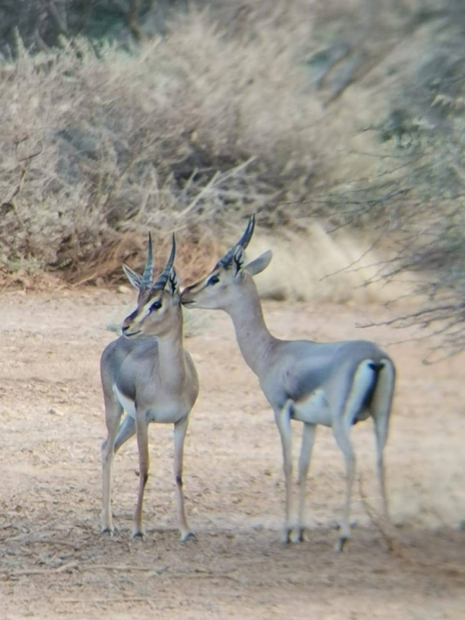 غزلان بالمحمية (مكة)