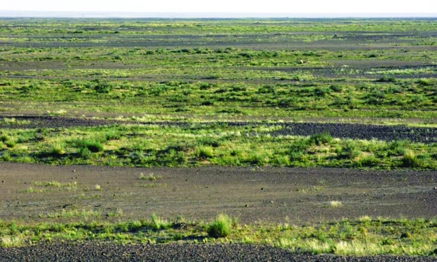 الحياة النباتية بالمحمية                                    (مكة)