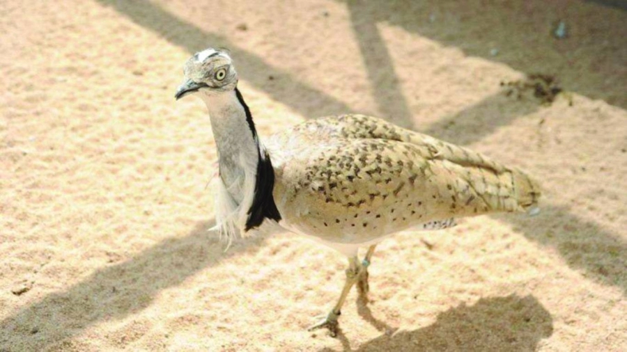 من الطيور النادرة          (مكة)