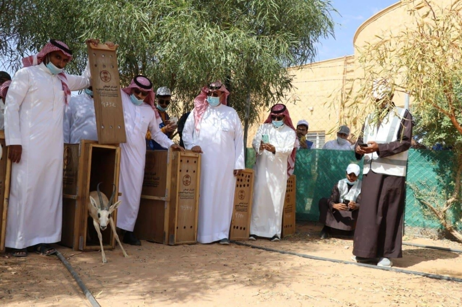 إطلاق  الغزلان بإحدى المحميات (مكة)