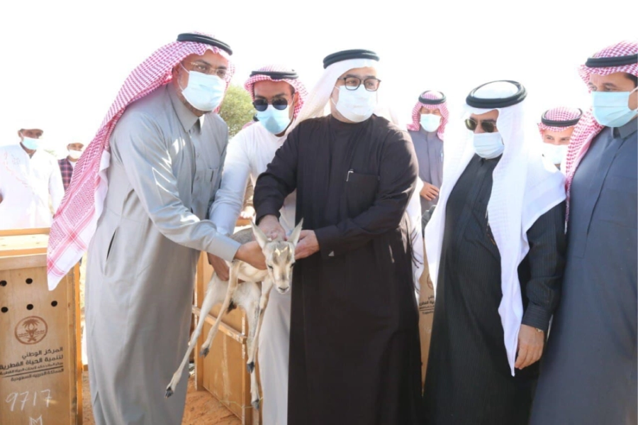 إطلاق  الغزلان بإحدى المحميات (مكة)