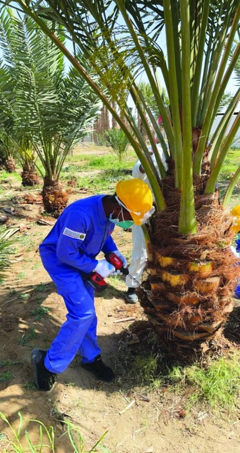 






عامل خلال مكافحة السوسة الحمراء              (مكة)