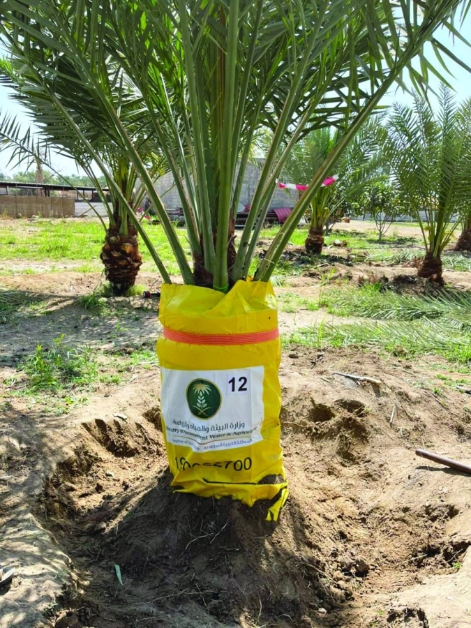 من طرق المكافحة (مكة)