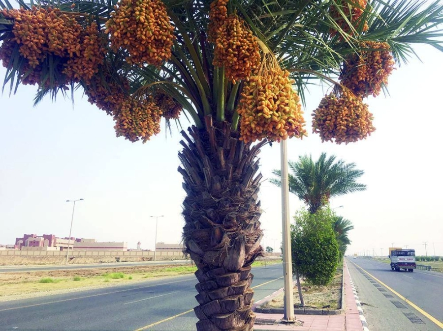 نخيل بأحد الشوارع العامة  (مكة)