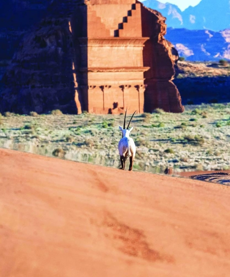 






المها العربي