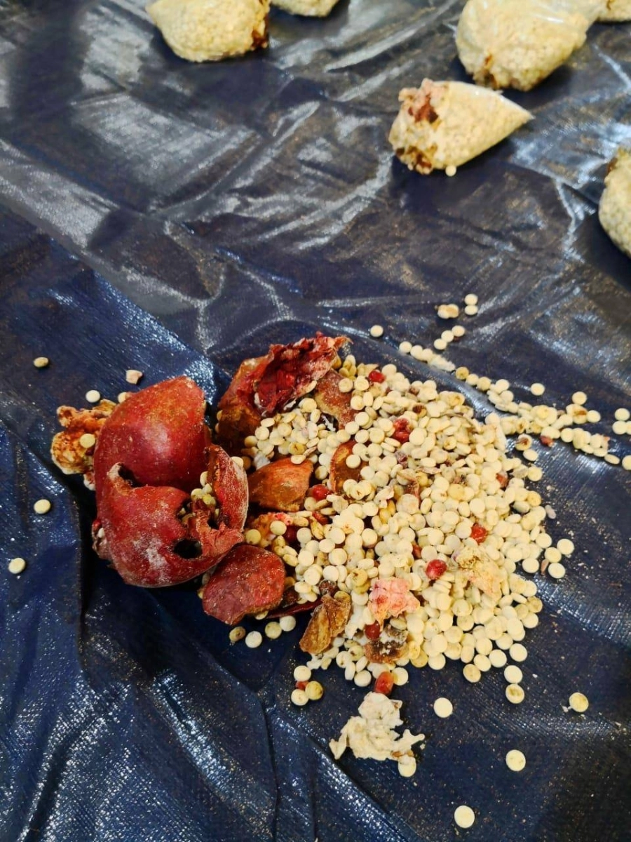 حبوب الكبتاجون المخدرة مخبأة في فاكهة الرمان (مكة) 