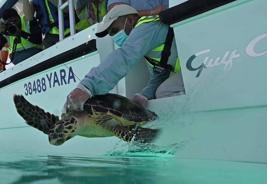 






من خطوات إعادة السلحفاتين                         (مكة)