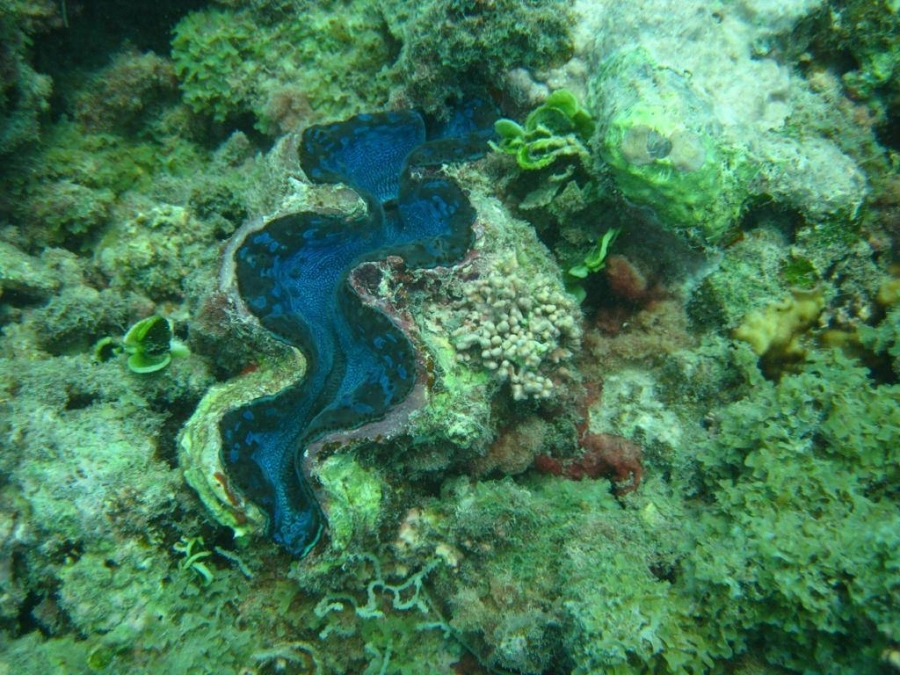  مبادرة استزراع الشعب المرجانية