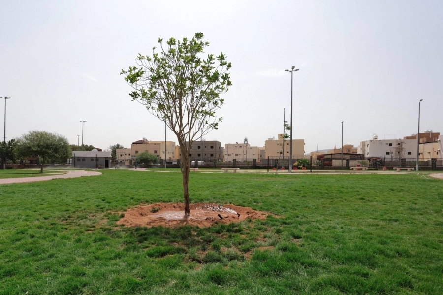 






 بعض الأشجار بعد نقلها                                                                                                        (مكة)