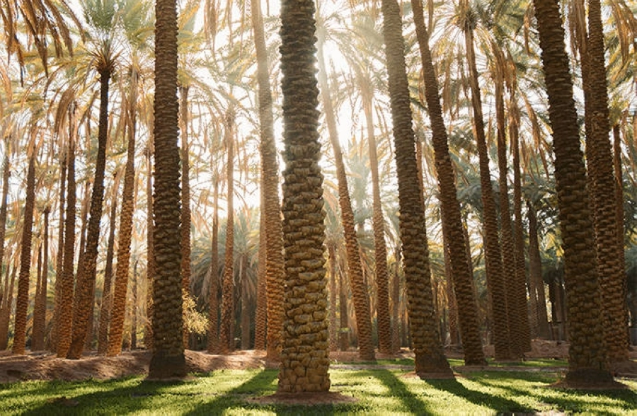 العناية بالنخيل أضاف لجمال مزارعها جمالا آخاذا (مكة)