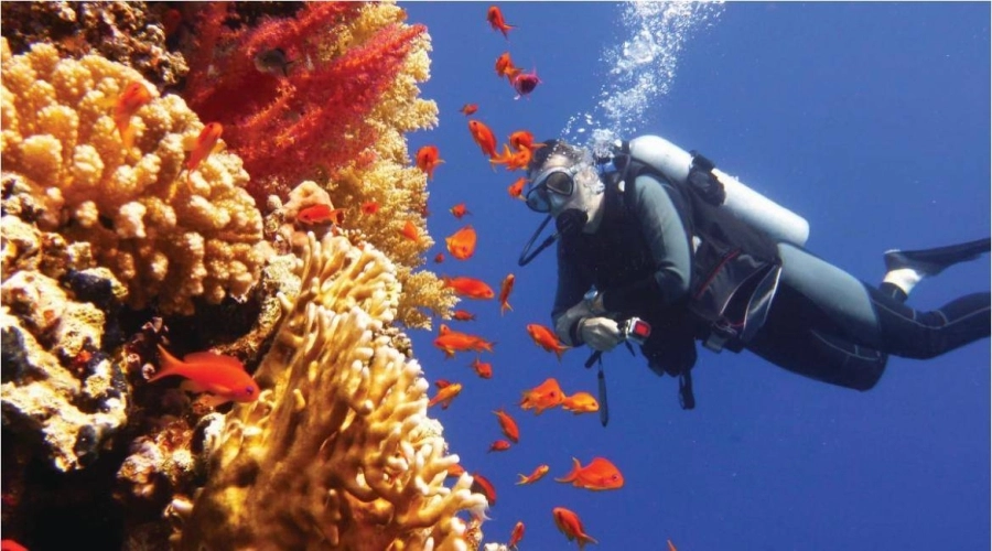 مشروع أكبر حديقة مرجانية