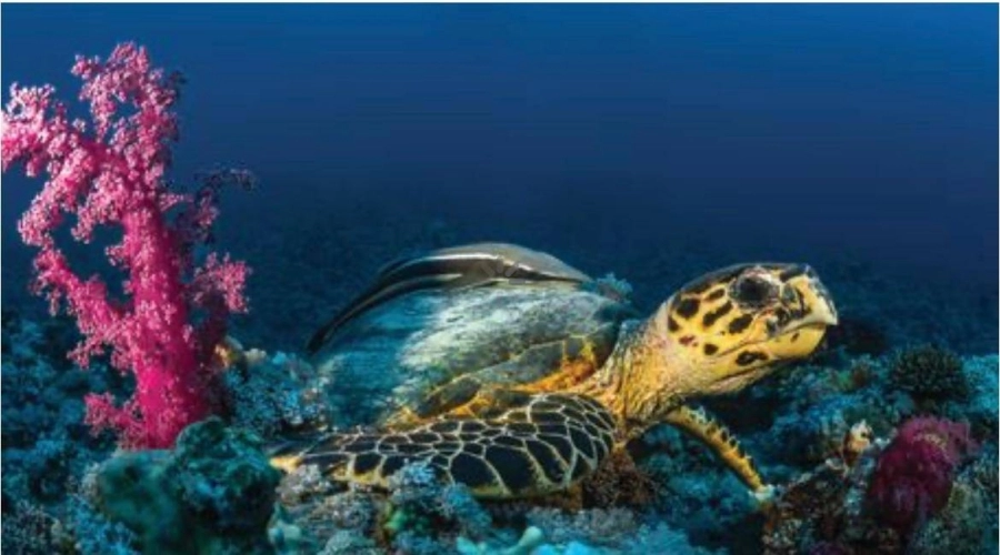 مشروع أكبر حديقة مرجانية