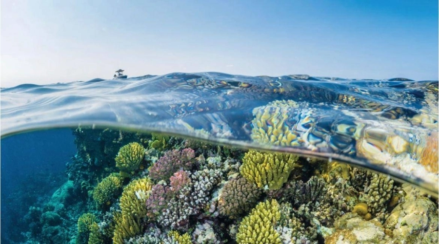 مشروع أكبر حديقة مرجانية